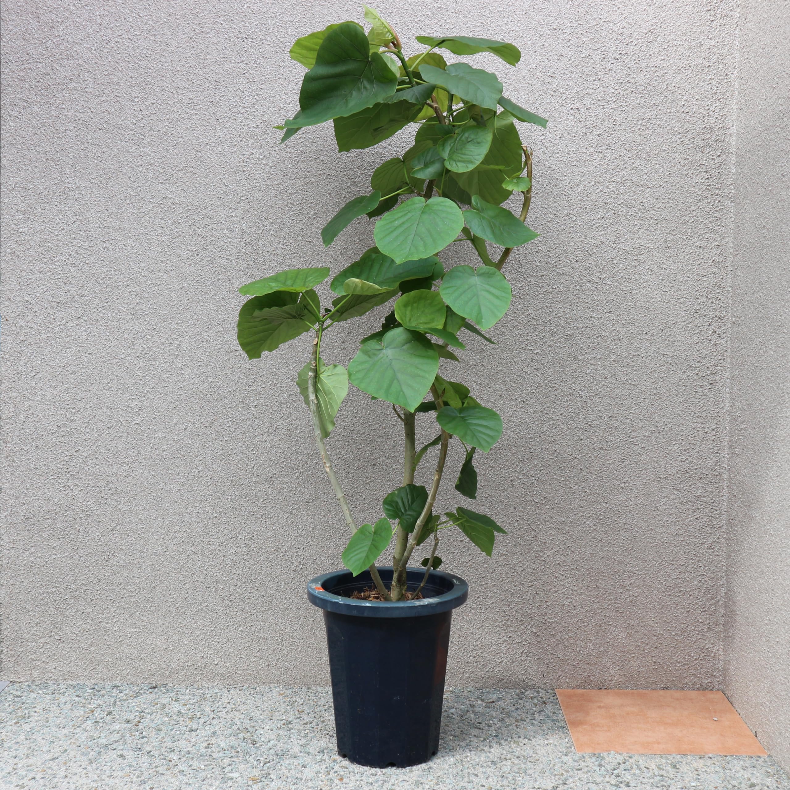 ［現品］7番　フィカス　ウンベラータ　8号　観葉植物　室内　大型　ゴムの木　人気 Amazon｜ITANSE フィカス ウンベラータ ゴムの木の仲間 大型 8号